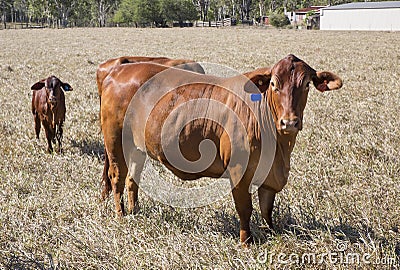 Droughtmaster Cow and Calf Stock Photo