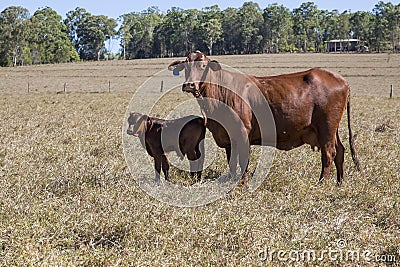 Droughtmaster Cow and Calf Stock Photo