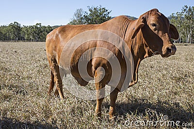 Droughtmaster Cow Stock Photo