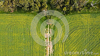 view over yellowing, flowering Canola fields with tracks running thru and bordered by native Australian trees, Victoria Stock Photo