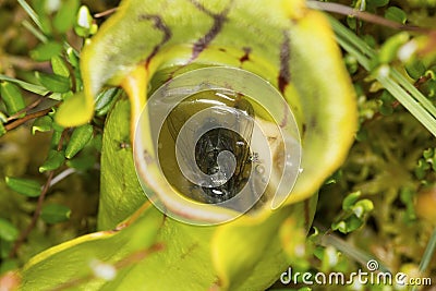 Drowned flies in fluid of a pitcher plant leaf. Stock Photo