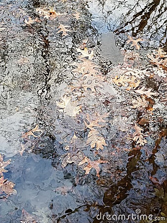 Drowned Leaves in Rippling Water Stock Photo