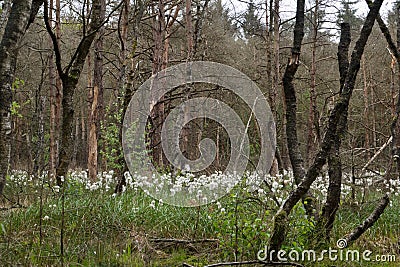 Drowning forest Stock Photo