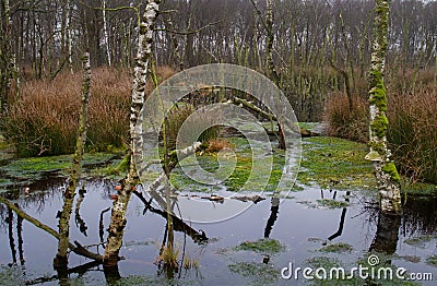 Drowning forest Stock Photo