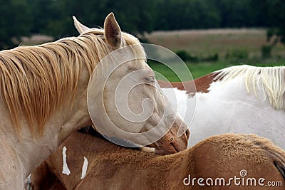 Drowsy Horse Stock Photo