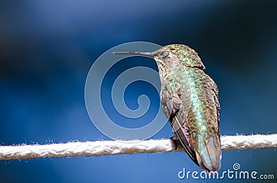 Sleepy Little Hummingbird Perched on a Piece of White Clothesline Stock Photo