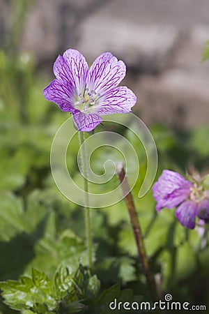 Druce's Crane's-bill ( Geranium x oxonianum) Stock Photo