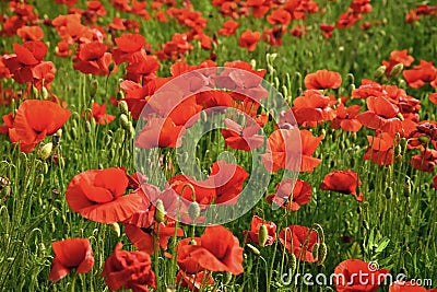 Drug and love intoxication, opium, medicinal. Summer and spring, landscape, poppy seed Remembrance day Anzac Day Stock Photo