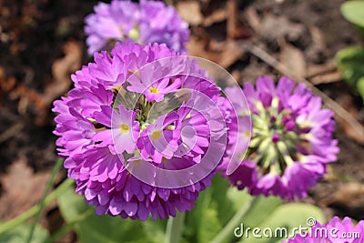 `Drumstick Primrose` flower - Primula Denticulata Stock Photo