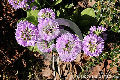 Drumstick Primrose flowers - Primula Denticulata Stock Photo