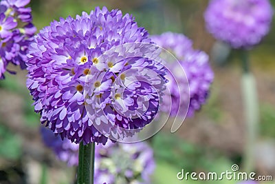 Drumstick primula Primula denticulata, lilac-purple flower Stock Photo