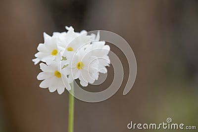 Drumstick primula, Primula denticulata alba, flowering white Stock Photo