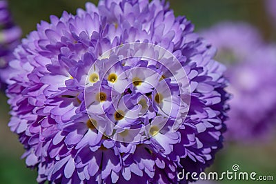 Drumstick primula Primula denticulata, lilac-purple flower close-up Stock Photo