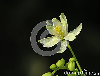 Drumstick or Sahajan flower - natural viagra Stock Photo