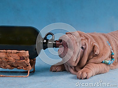 Drunk Dog Stock Photo