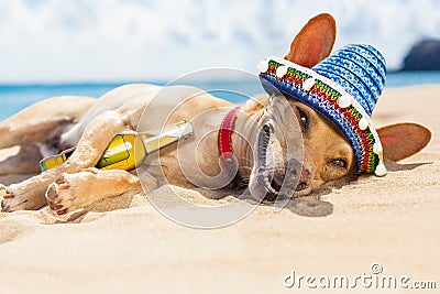 Drunk dog on the beach Stock Photo