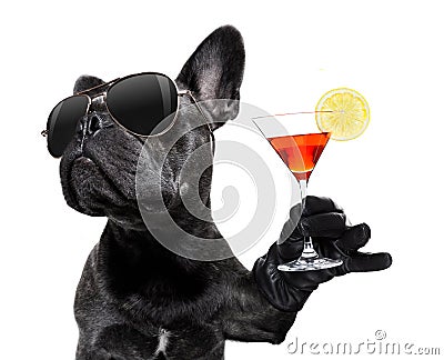 Drunk dog drinking a cocktail Stock Photo