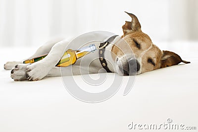 Drunk hangover dog Stock Photo