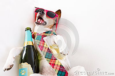 Drunk hangover dog Stock Photo