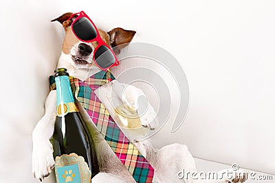 Drunk hangover dog Stock Photo