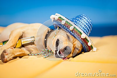 Drunk mexican dog Stock Photo