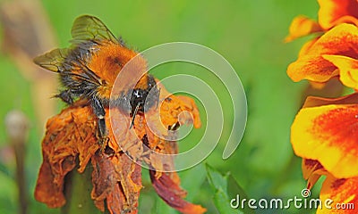 A drunken bumblebee got drunk on intoxicating nectar Stock Photo