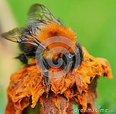 A drunken bumblebee got drunk on intoxicating nectar Stock Photo