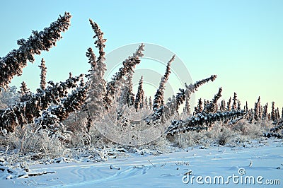 Drunken Trees Stock Photo