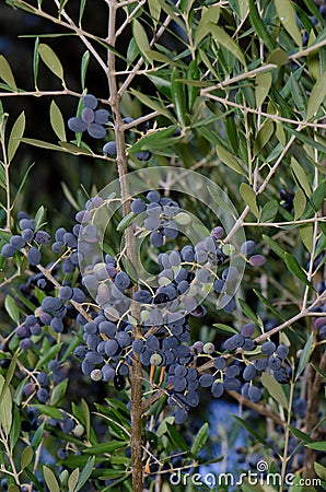 Drupes of olive. Stock Photo