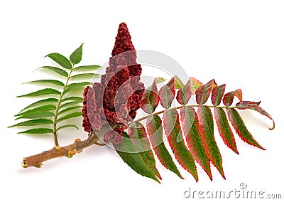 Drupes of a staghorn sumac. Stock Photo
