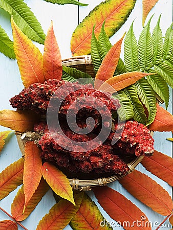 Drupes of a staghorn sumac Stock Photo