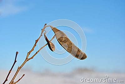Dry acacia seed pods on branch, snowy glade and blue sky on background Stock Photo