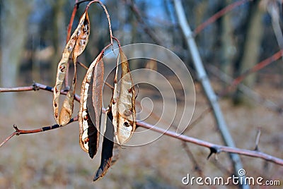 Dry acacia seed pods on branch, soft blurry background Stock Photo