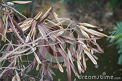 Dry acacia tree in garden Stock Photo