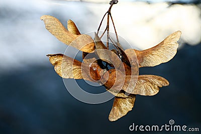 Dry acer seeds on twig Stock Photo