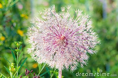 Dry allium giganteum flower Stock Photo