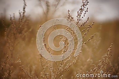 Dry autumn grasses grow in overcast sky background Stock Photo