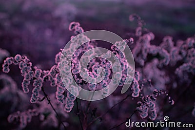 Dry autumn grasses on a meadow in a purple colouristic Stock Photo