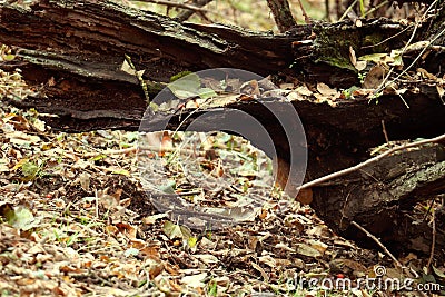 Autumn leaves on a broken tree trunk in the forest Stock Photo