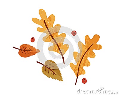 Dry autumn leaves and rowan berries. Fall foliage composition with oak and birch leaf. Top view of autumnal leafage Vector Illustration