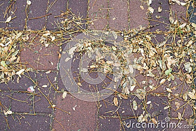 Dry autumn leaves on a tiled sidewalk Stock Photo