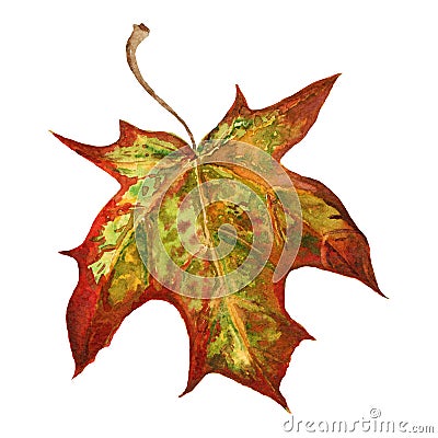 Dry autumn maple leaf watercolor illustration. Close up hand draw maple tree element. Bright autumnt foliage object. Cartoon Illustration