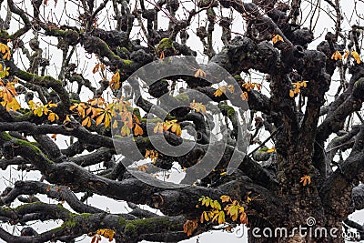 Dry autumn tree branches. Concept of fall season Stock Photo
