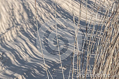 Dry background with shadows of dry plant and sand. Shadow, sand, plant, light, beige Stock Photo