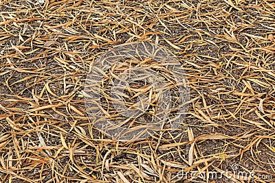 Dry bamboo leaves turning brown texture on ground. Stock Photo