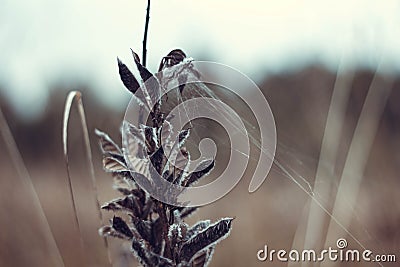 Dry beautiful plant with a web close-up. In autumn the grass faded and dried up. Leguminous Stock Photo