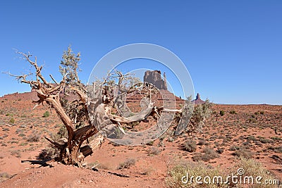Dry beautiful tree on the background of the Sandstone Monolith `Western mitten` in Monument valley Stock Photo