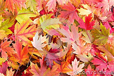 Dry Bed of Colorful Autumn Leaves on the Ground Stock Photo