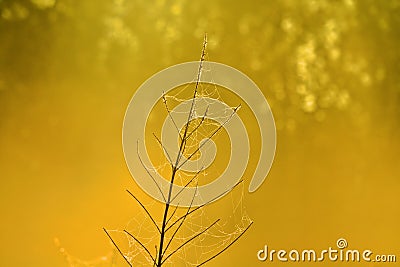 Dry blade of grass is covered with cobwebs Stock Photo