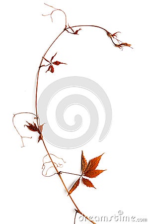 Dry bough with red leaves. Stock Photo